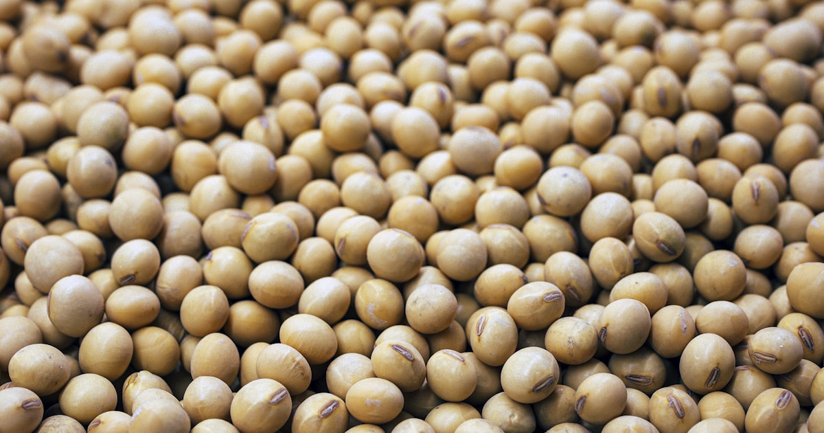 生理痛・PMSを和らげる食べ物10選｜ホルモンバランスと炎症を食事でサポート